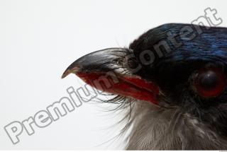 Cuban Trogon-Priotelus temnurus 0021